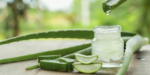 تصویر 2 از خرید گیاه آلوئه ورا ابلق + قیمت فروش استثنایی